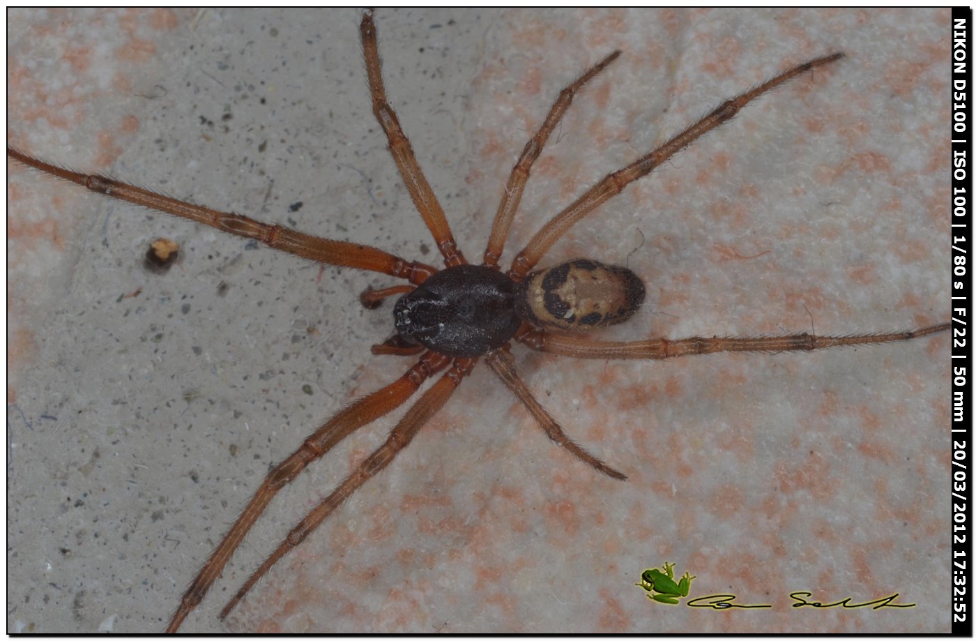 Steatoda nobilis da Usini