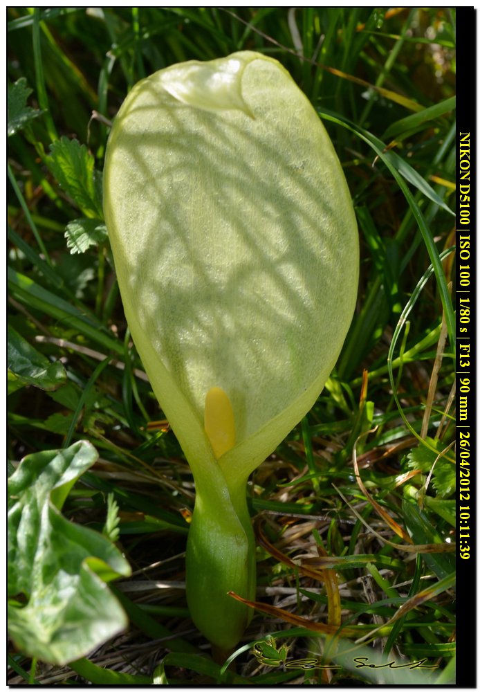 Arum italicum