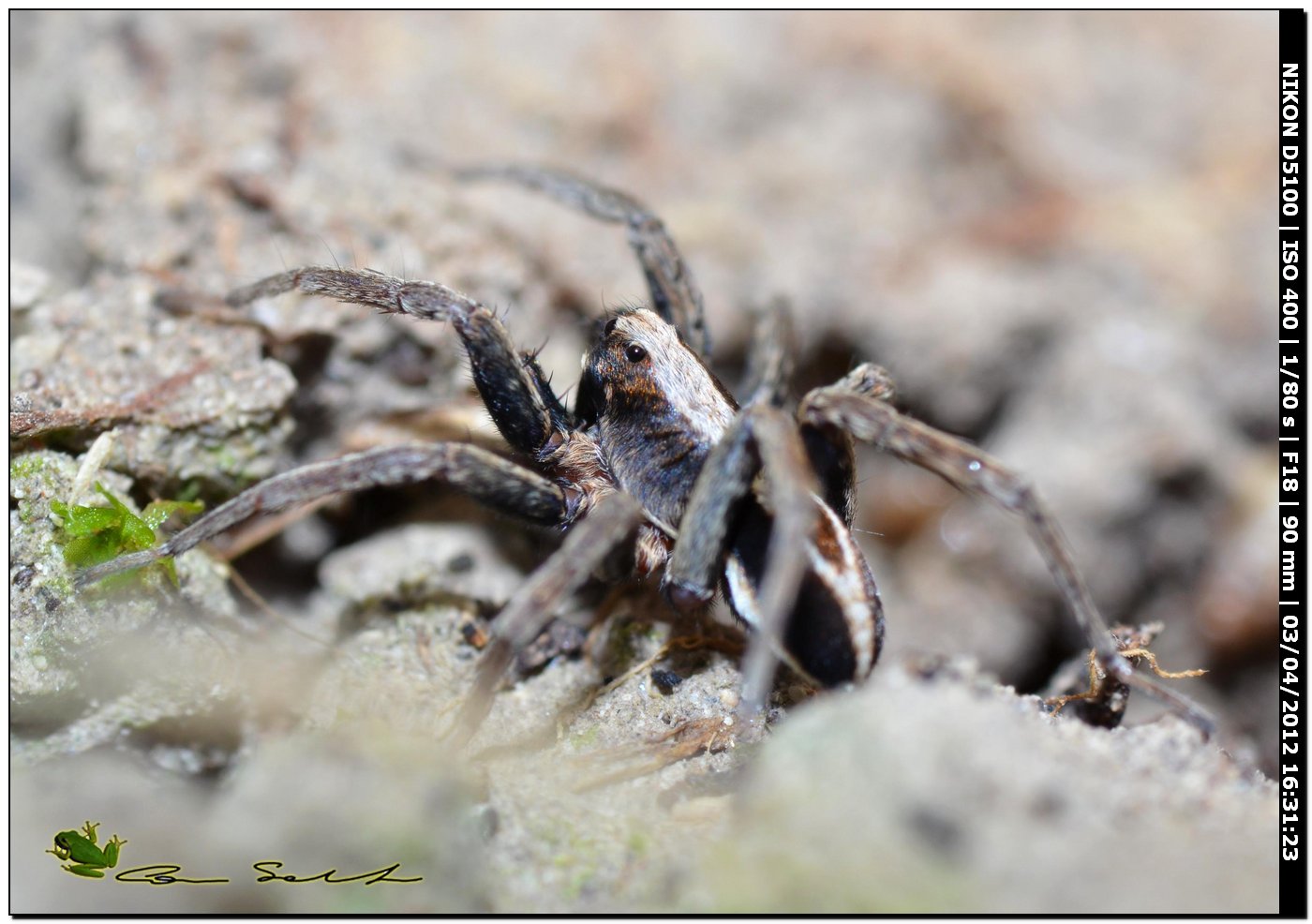 Alopecosa albofasciata ♂