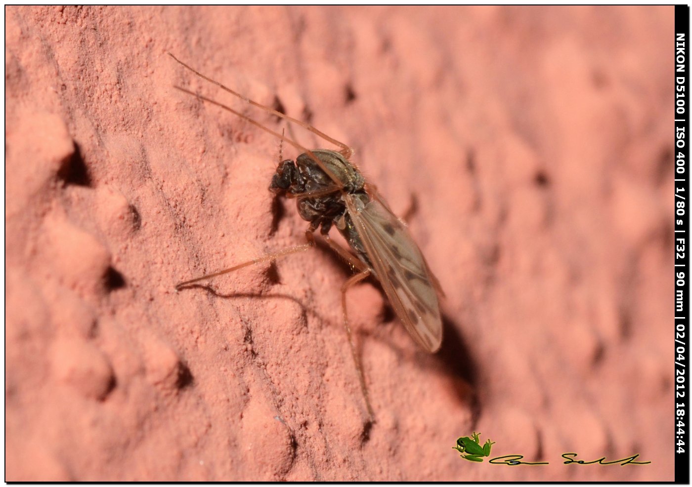 Empididae? da id.