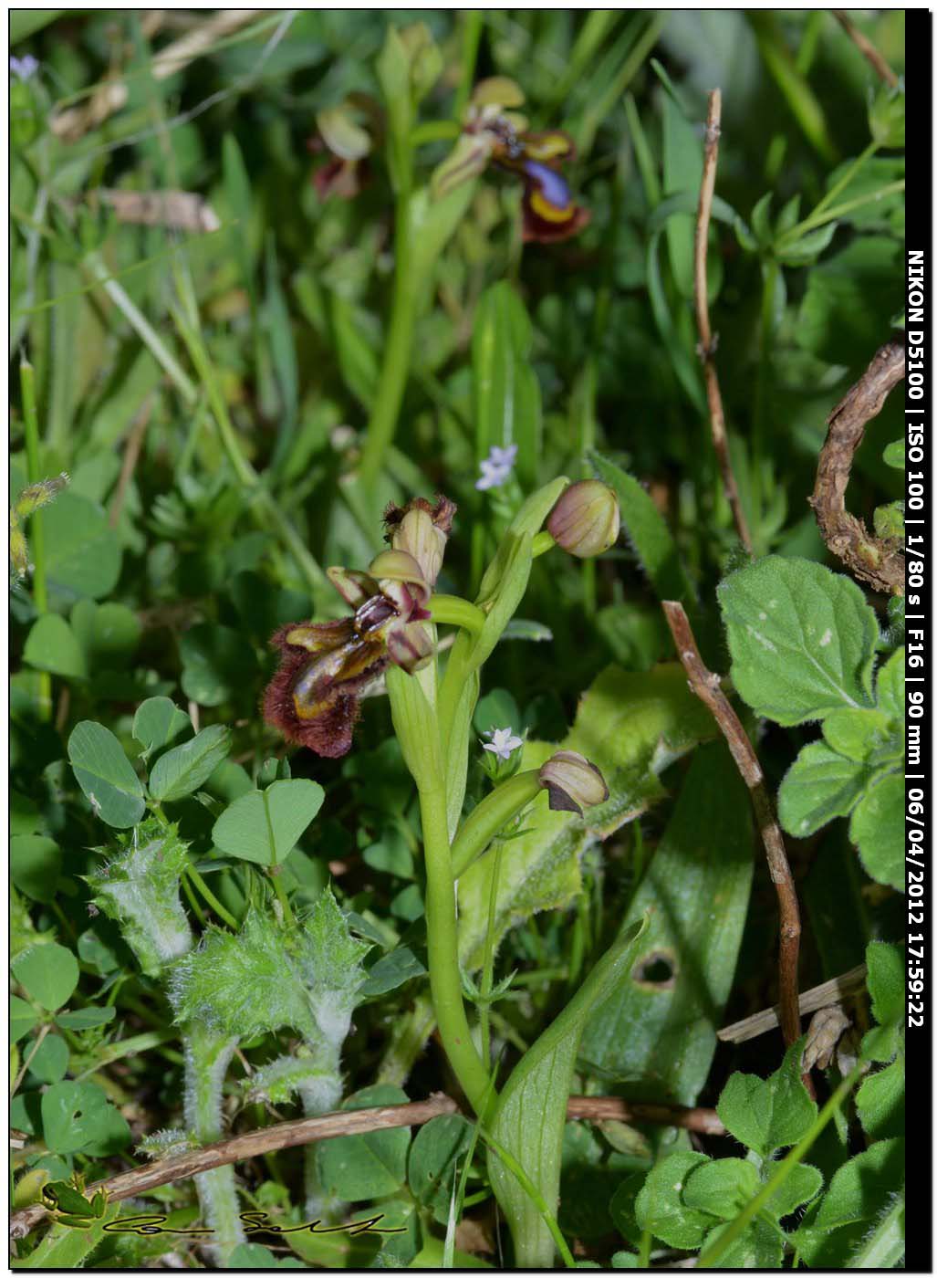 Orchidea selvatica 2 - Ophrys speculum