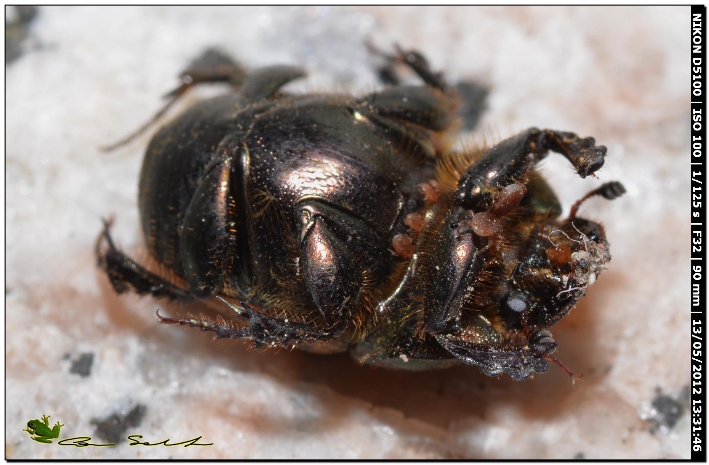 Onthophagus vacca