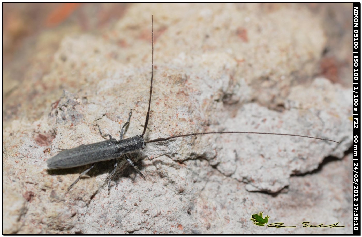 Calamobius filum, Cerambycidae