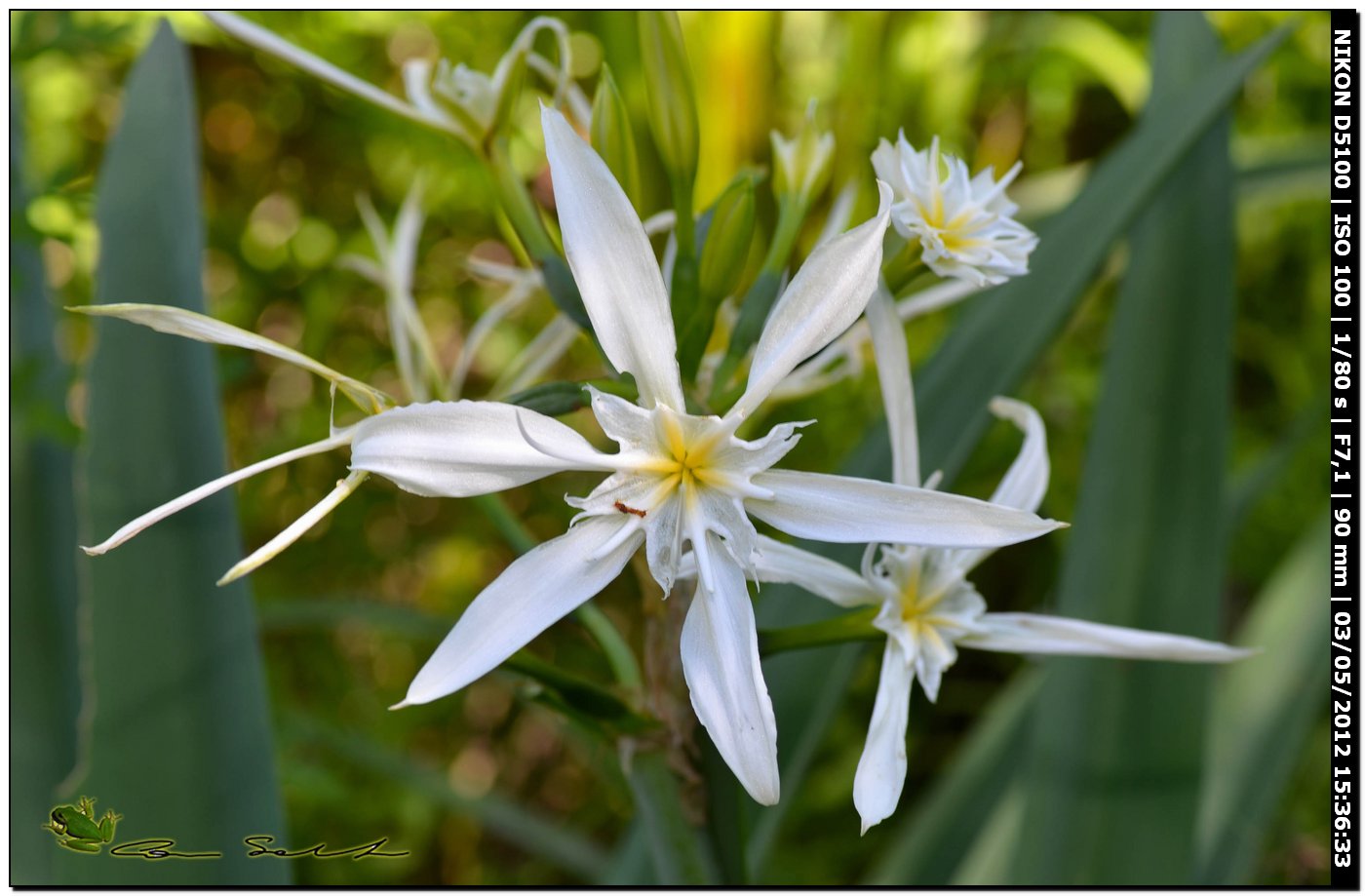 Pancratium illyricum / Giglio di Sardegna