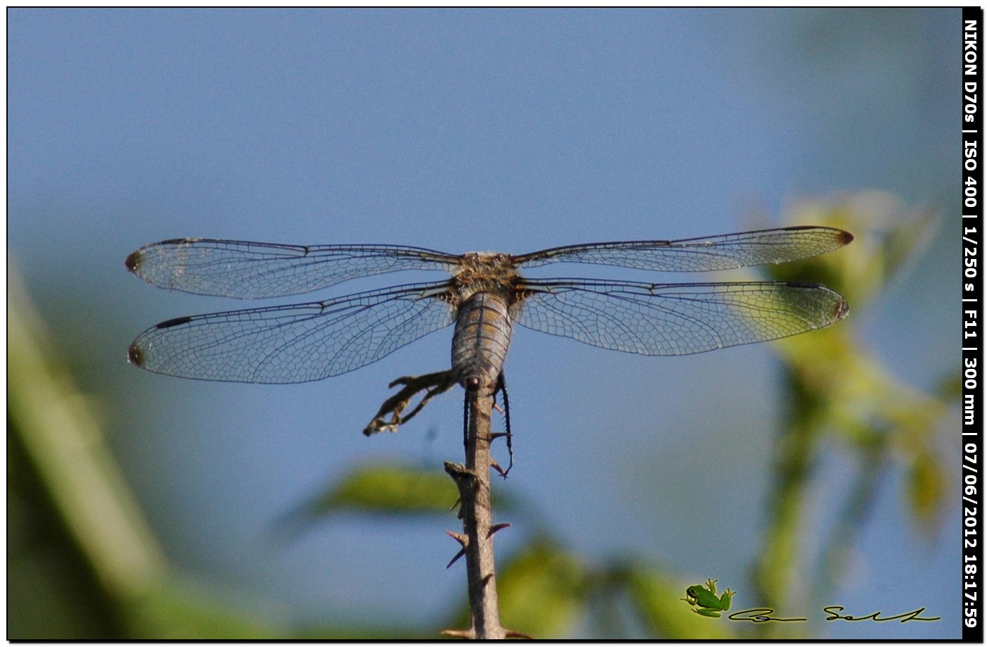 Libellula fulva 2