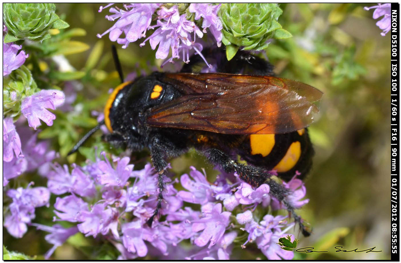 Megascolia flavifrons, Scoliidae