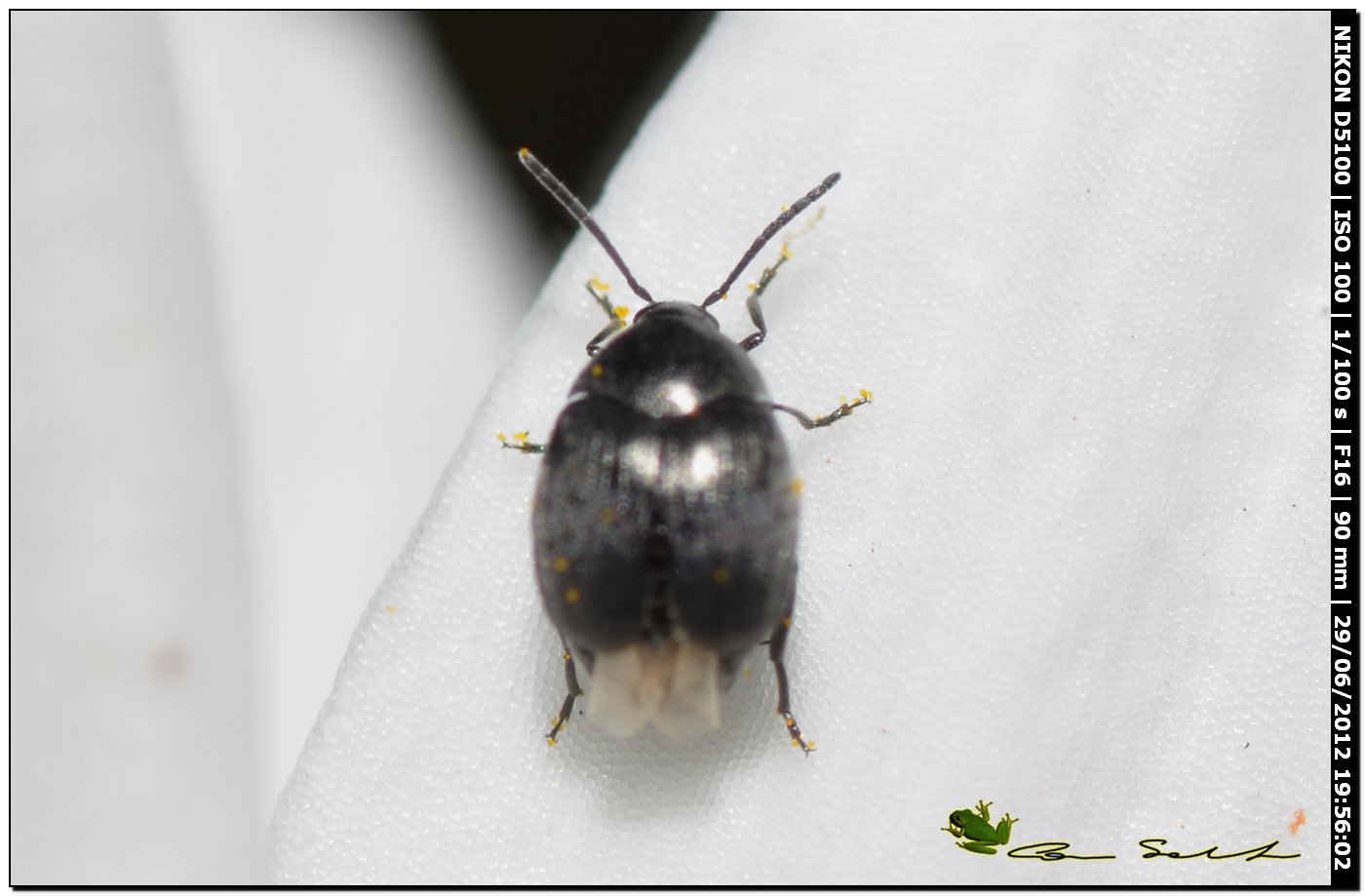 Chrysomelidae Bruchinae: Spermophagus sp.