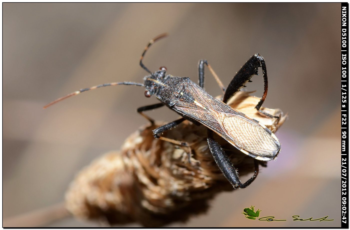 Camptopus lateralis