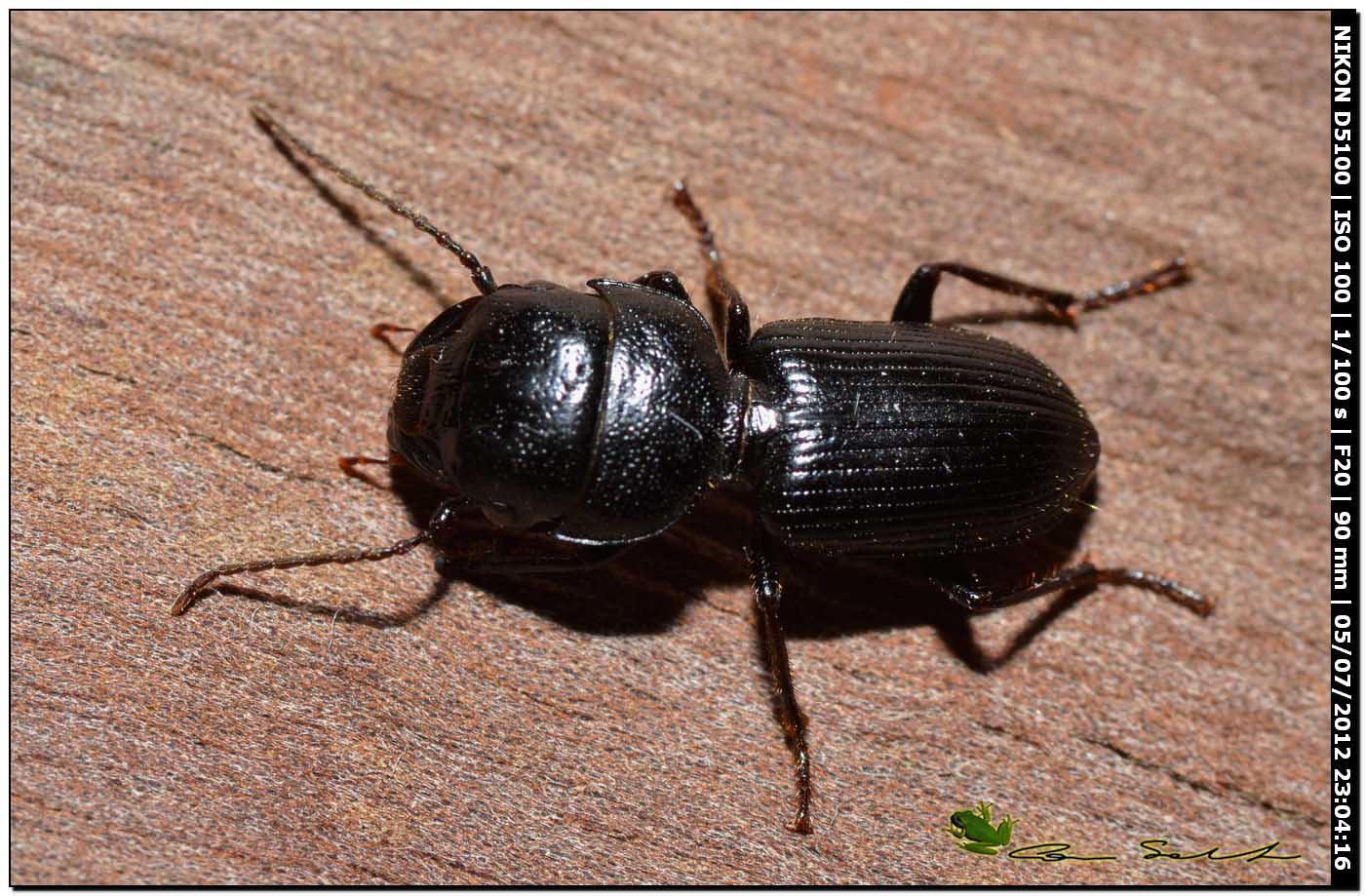 Scarites cyclops? No. Ditomus clypeatus