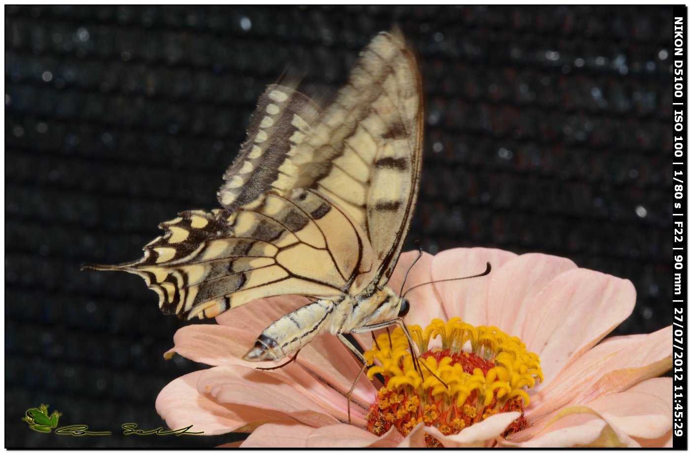 Papilio machaon