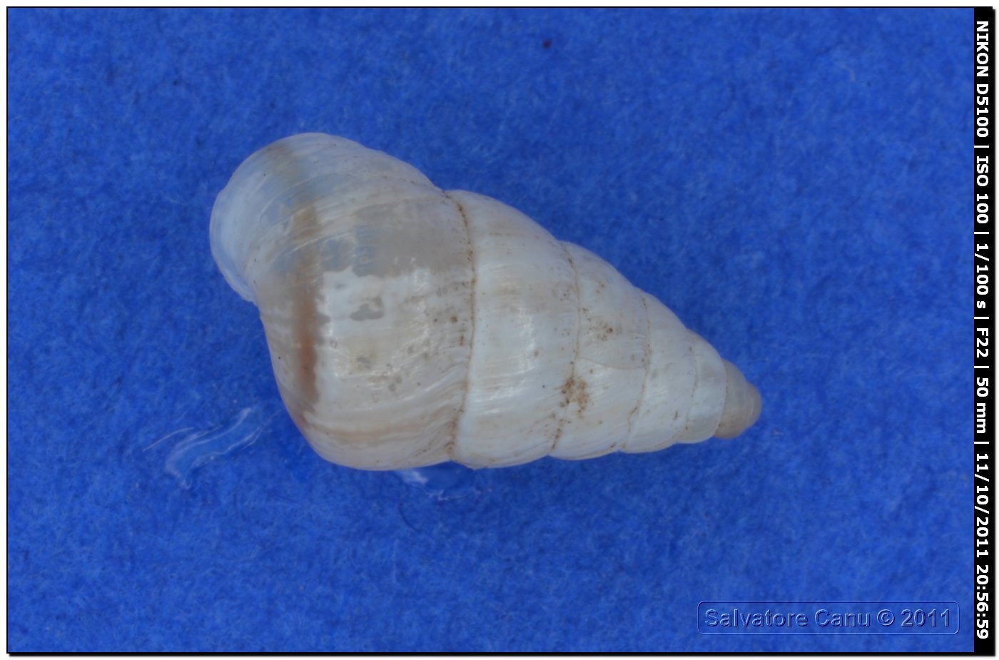 Cochlicella acuta