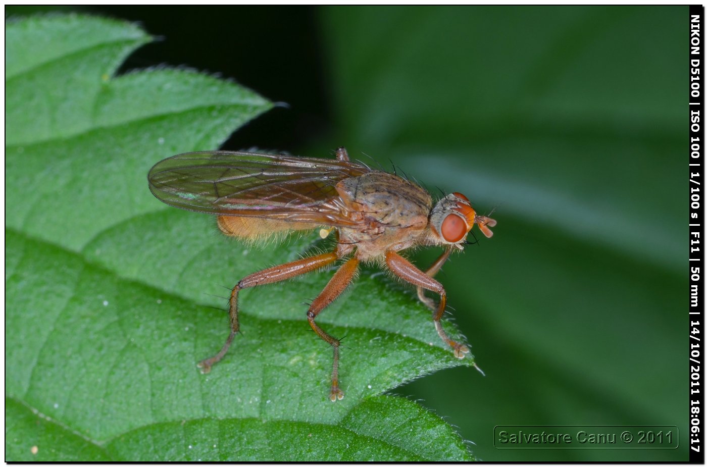 Scathophagidae, Scathopaga sp.