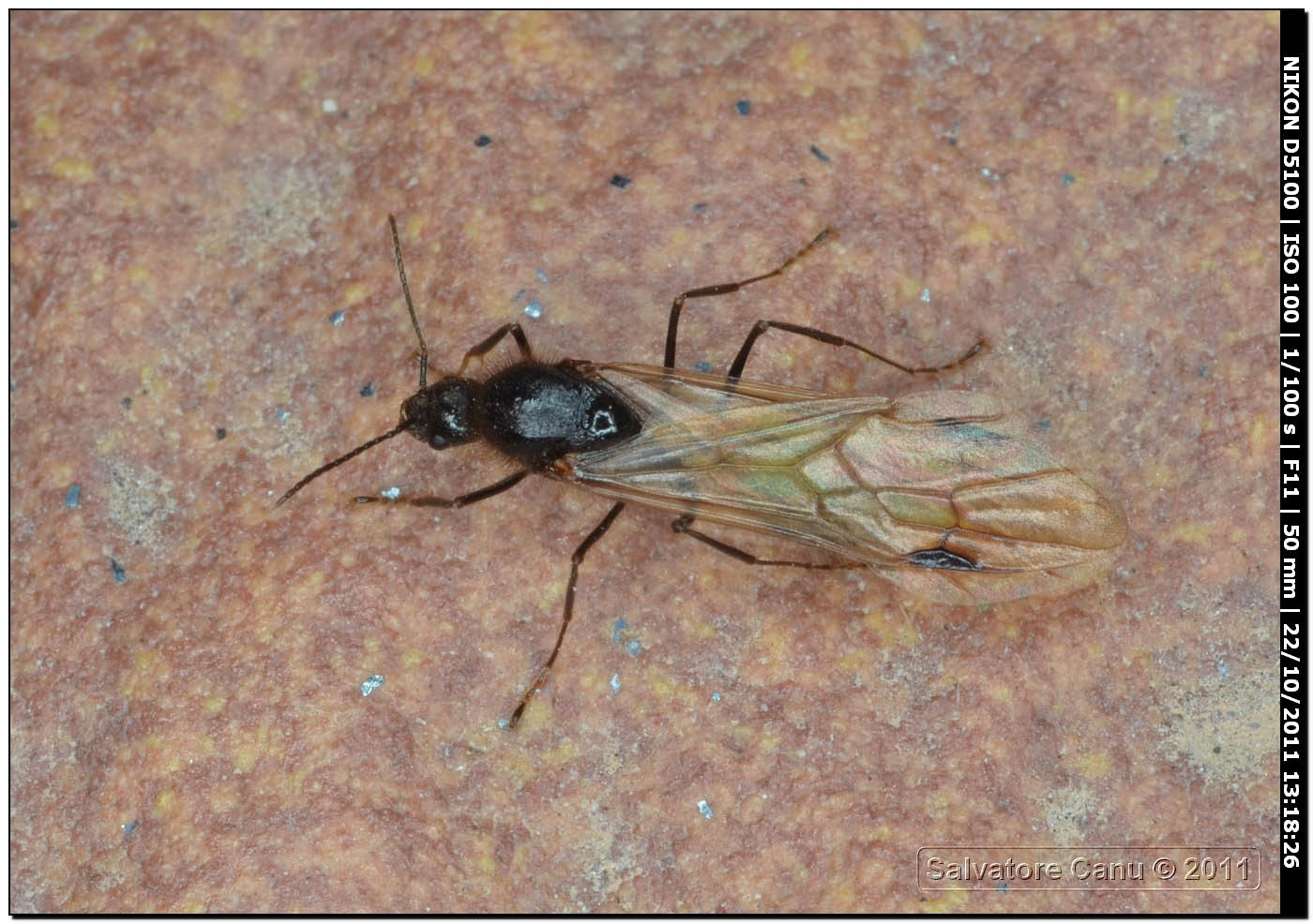 Formica regina? (Femmina e maschio di Messor sp.)