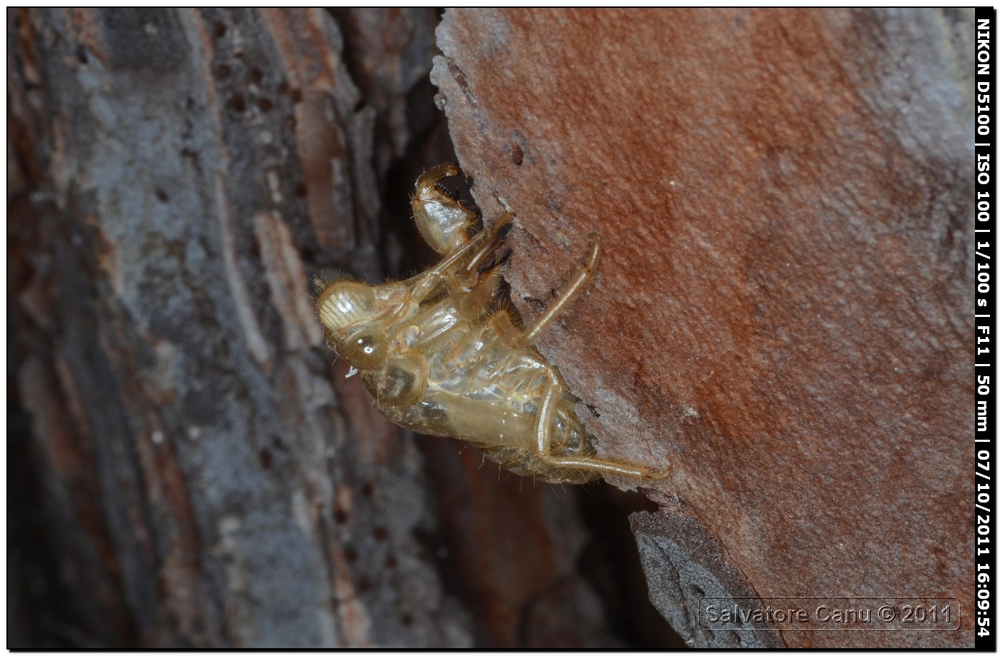 Exuvie di cicala (Cicada orni?)