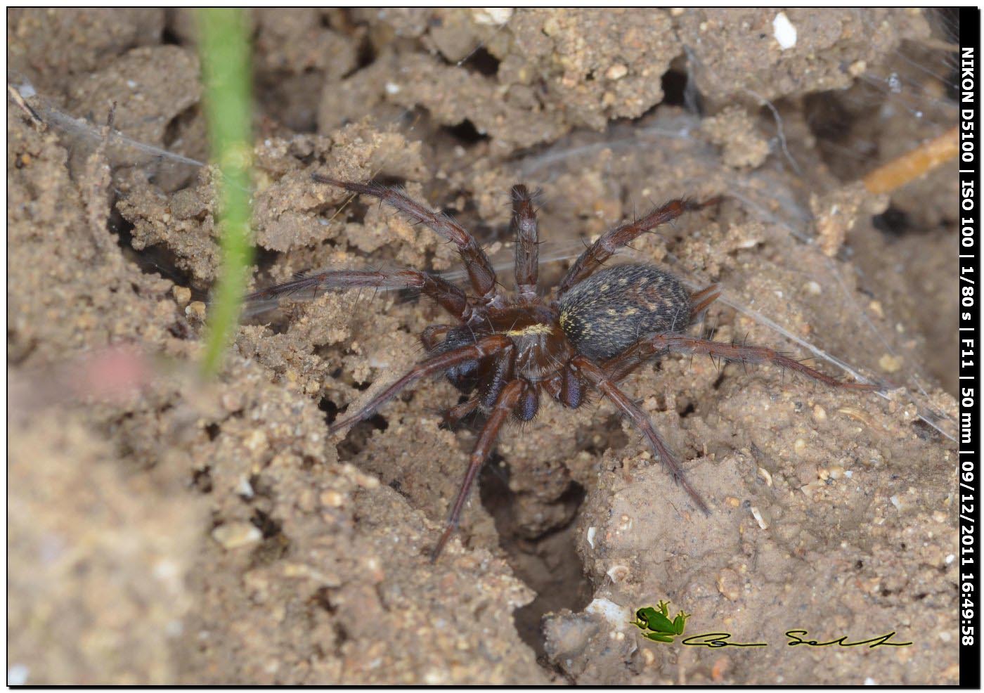 Lycosoides coarctata