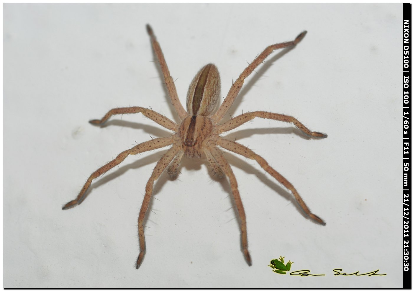 Sparassidae, Micrommata sp.♂?