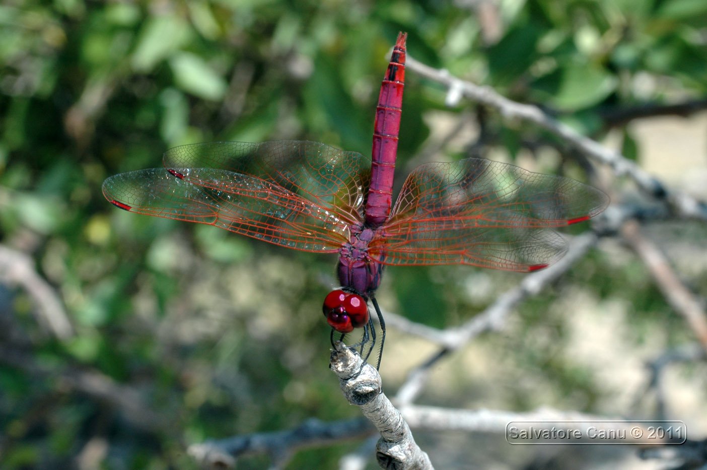 Trithemis annulata maschio e femmina