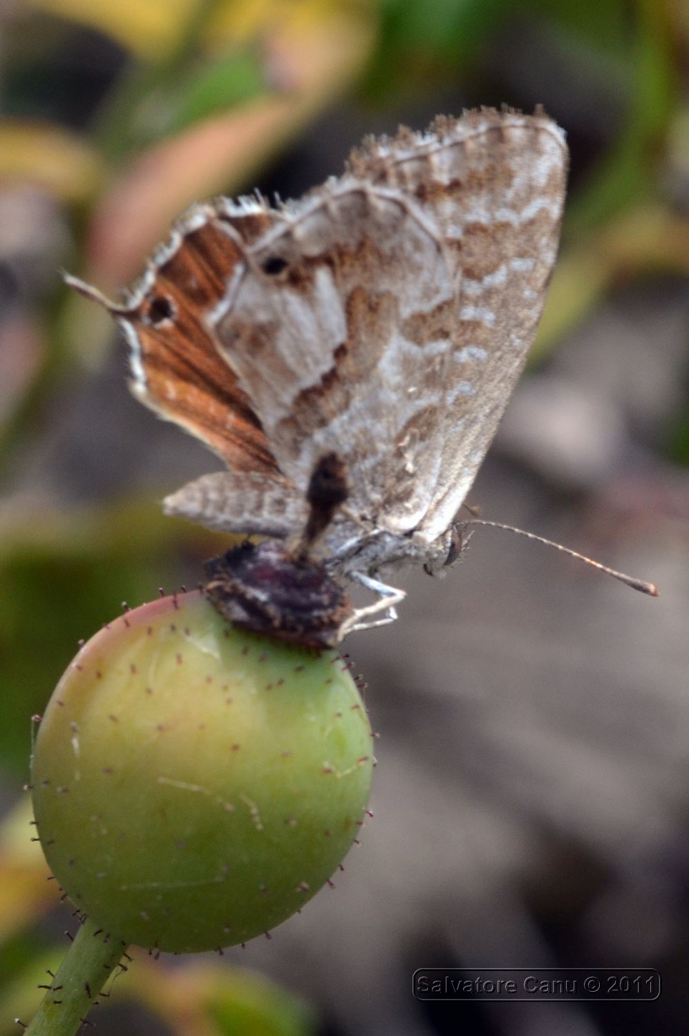 da ID - Cacyreus marshalli