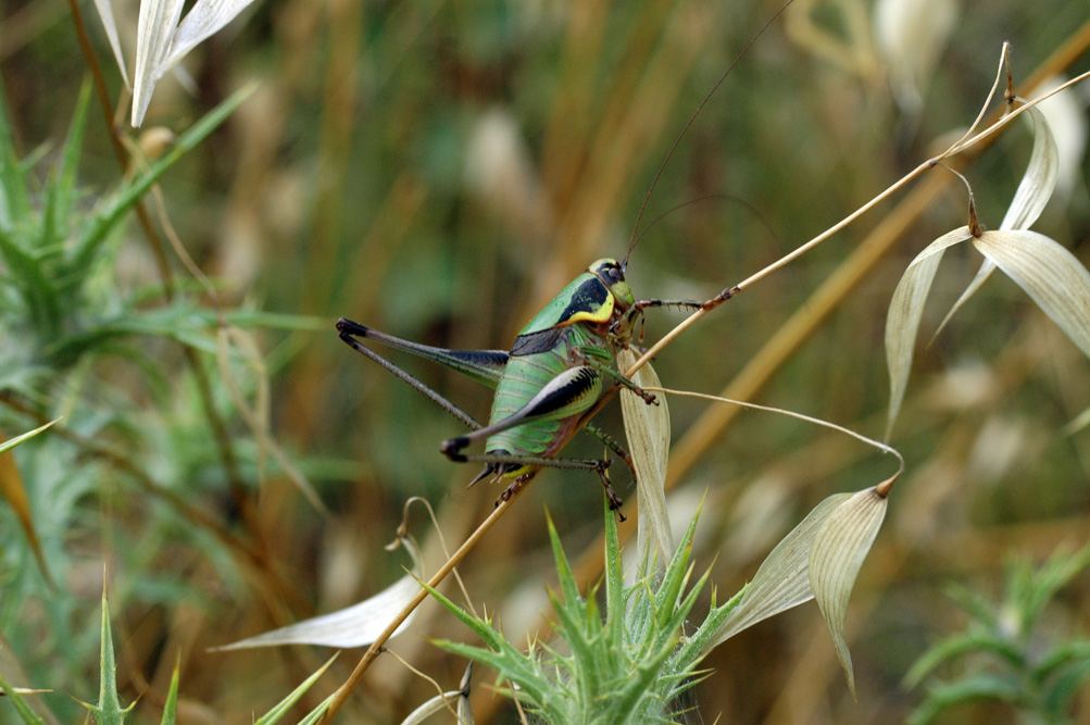 Orthoptera da identificare