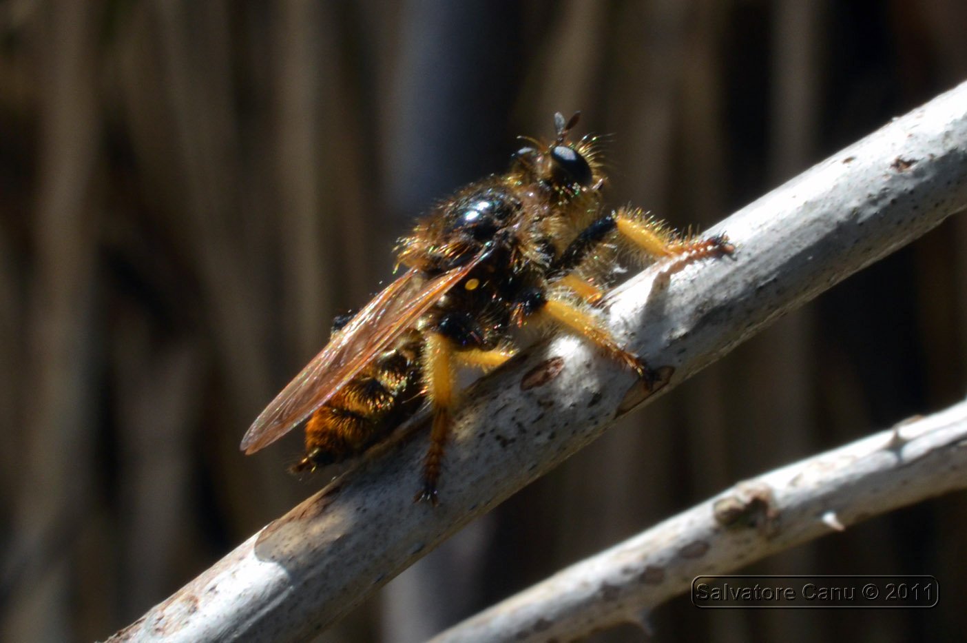 Asilidae peloso: probabile Pogonosoma maroccanum