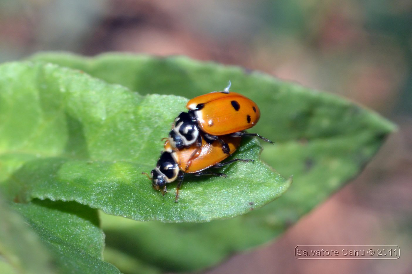 Carrellata di Harmonia axyridis