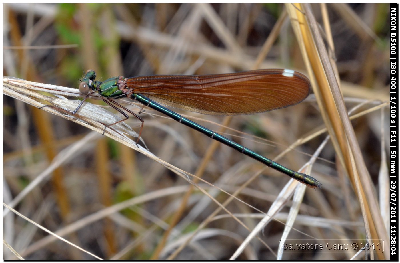 Calopteryx da ID