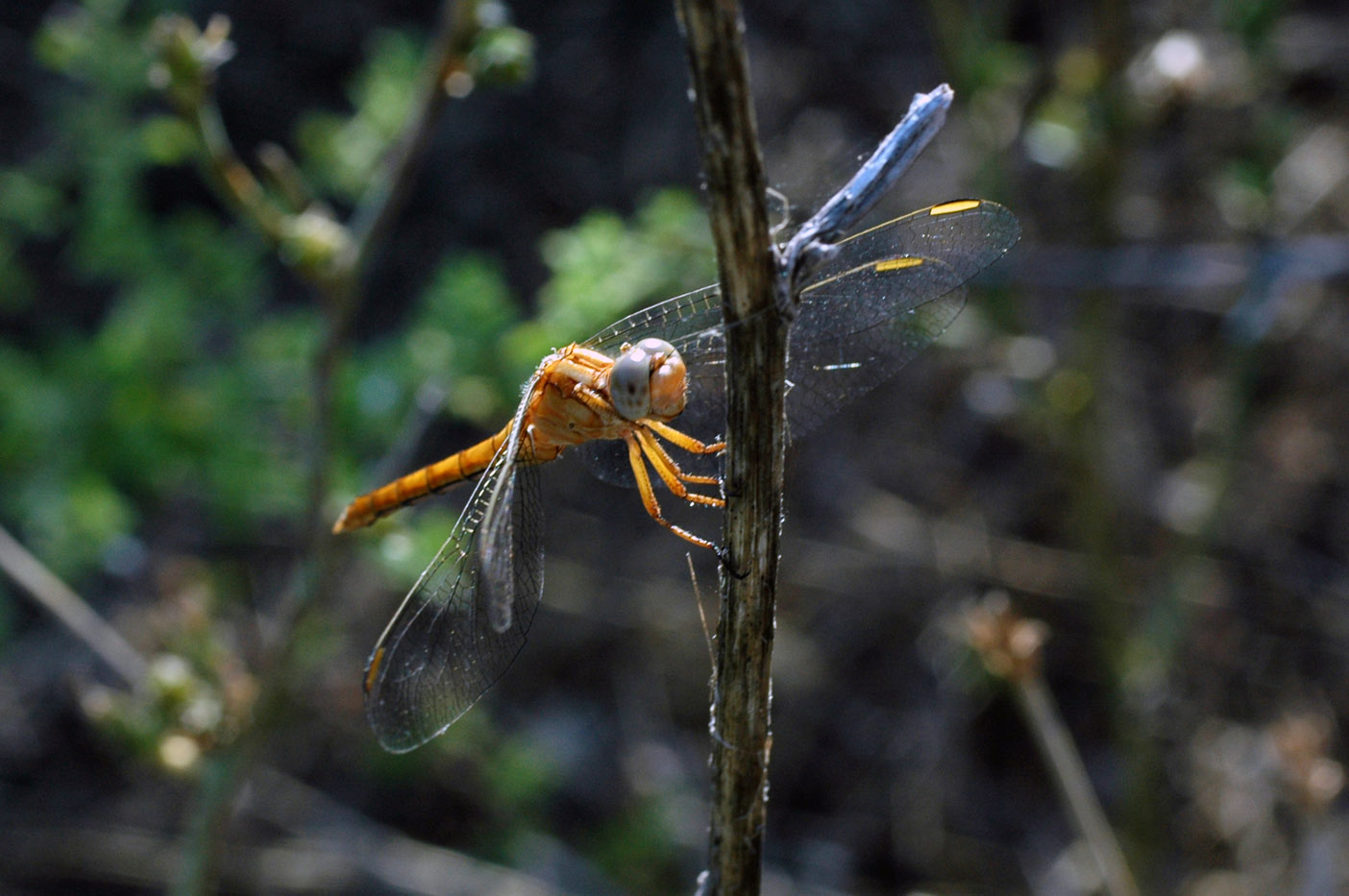 Da identificare: Orthetrum coerulescens anceps