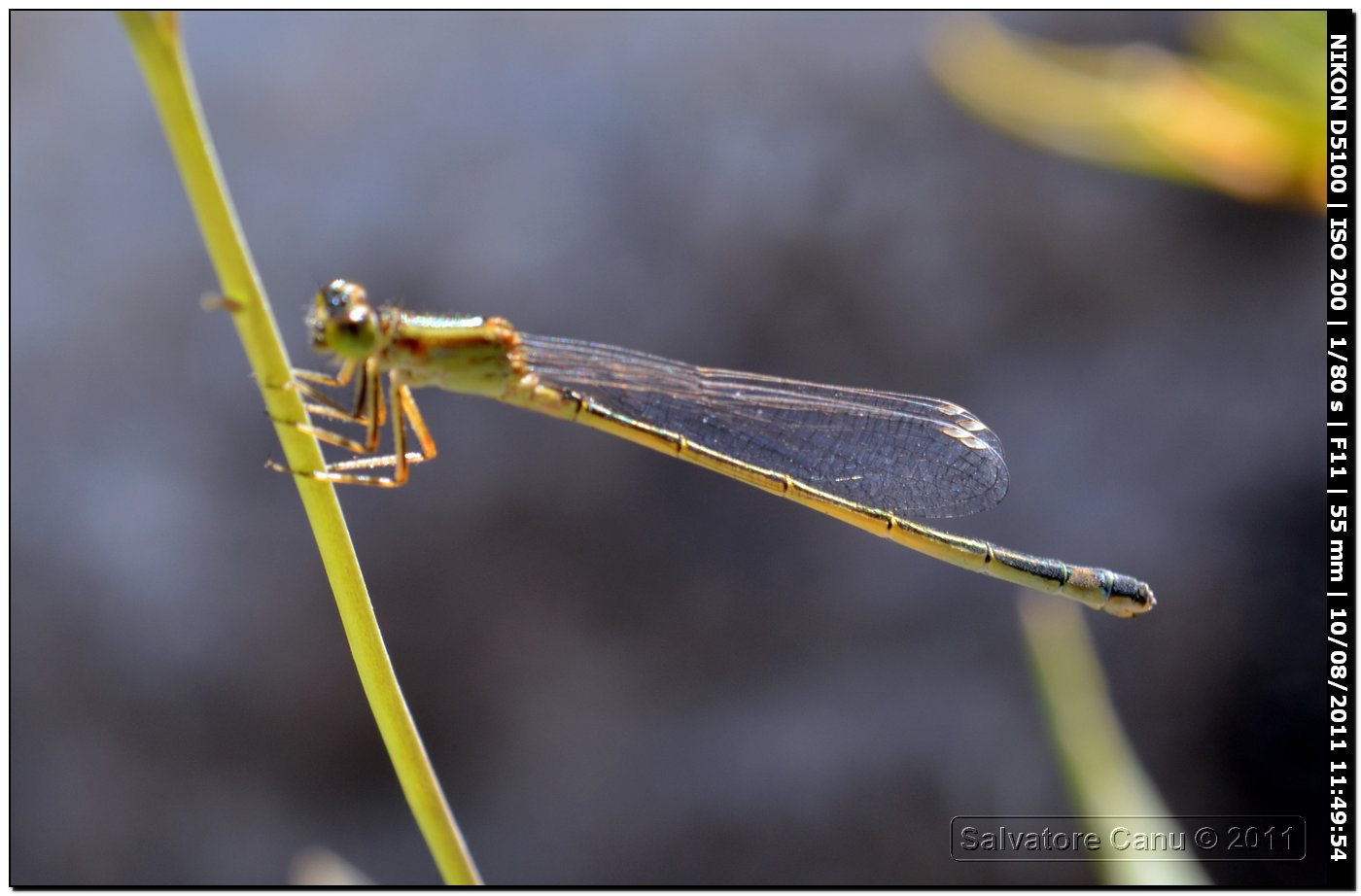 Ischnura genei forma rufescens-obsoleta?