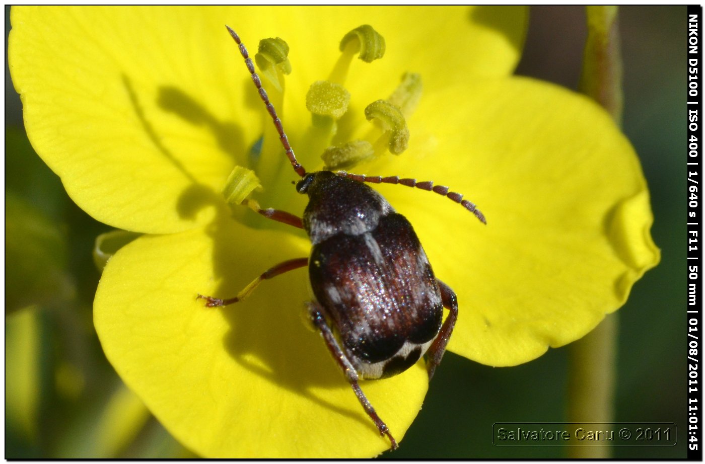 Chrysomelidae Bruchinae:  Bruchidius sp.