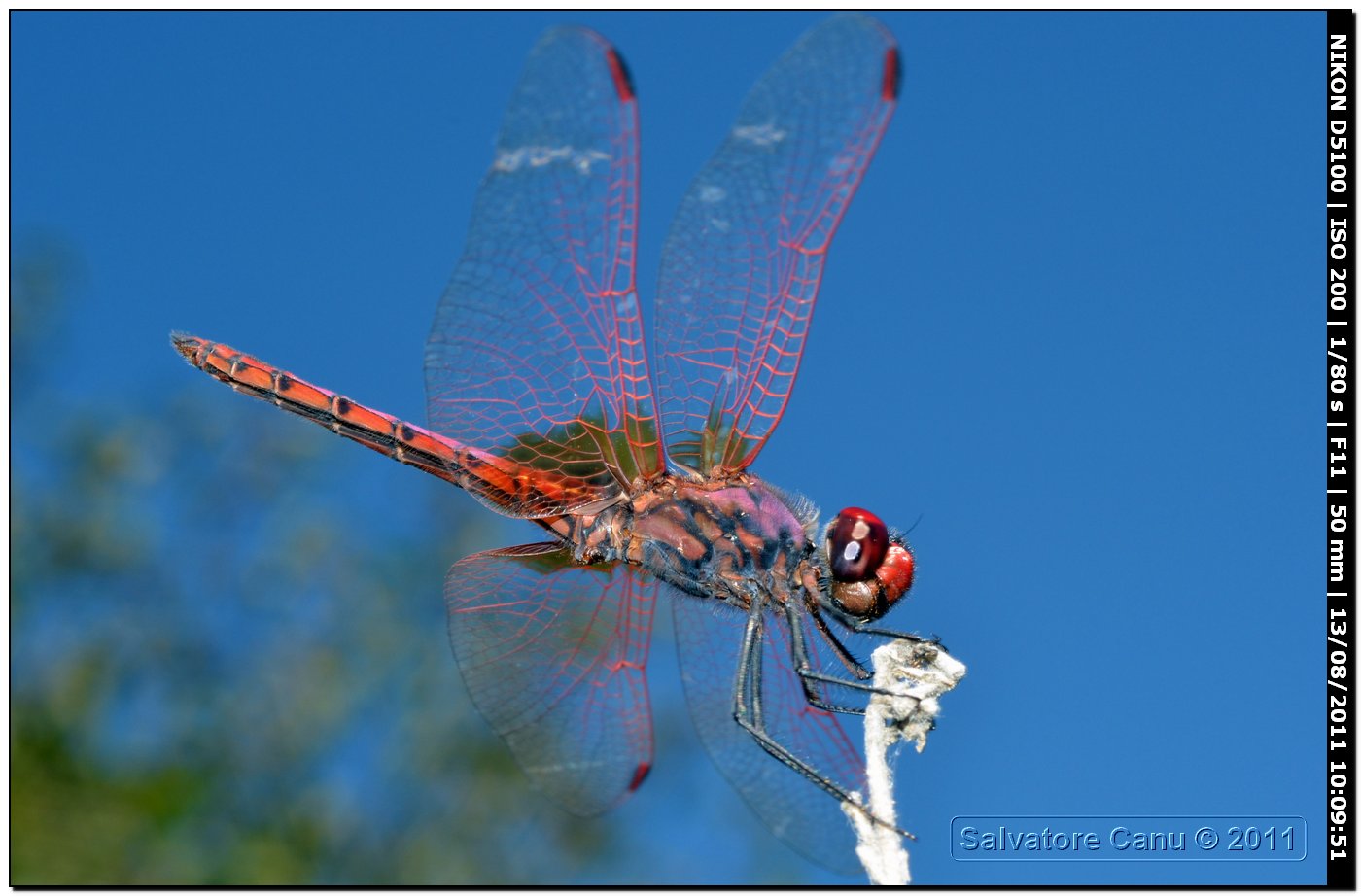 Trithemis annulata