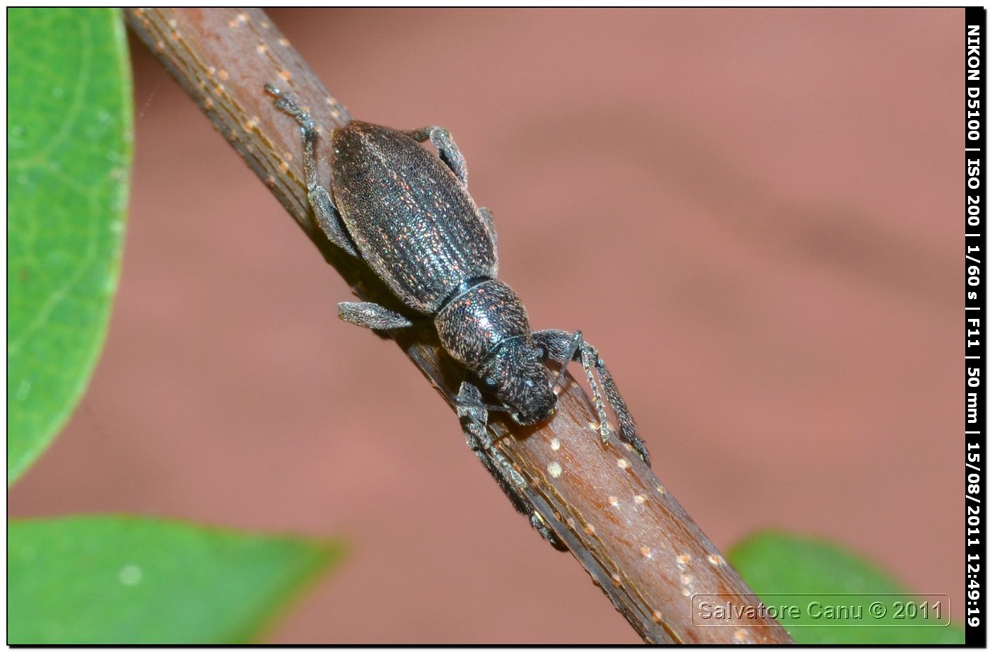 Curculionidae: Brachyderes sp.