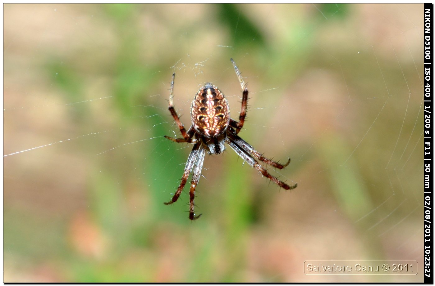 Neoscona byzanthina