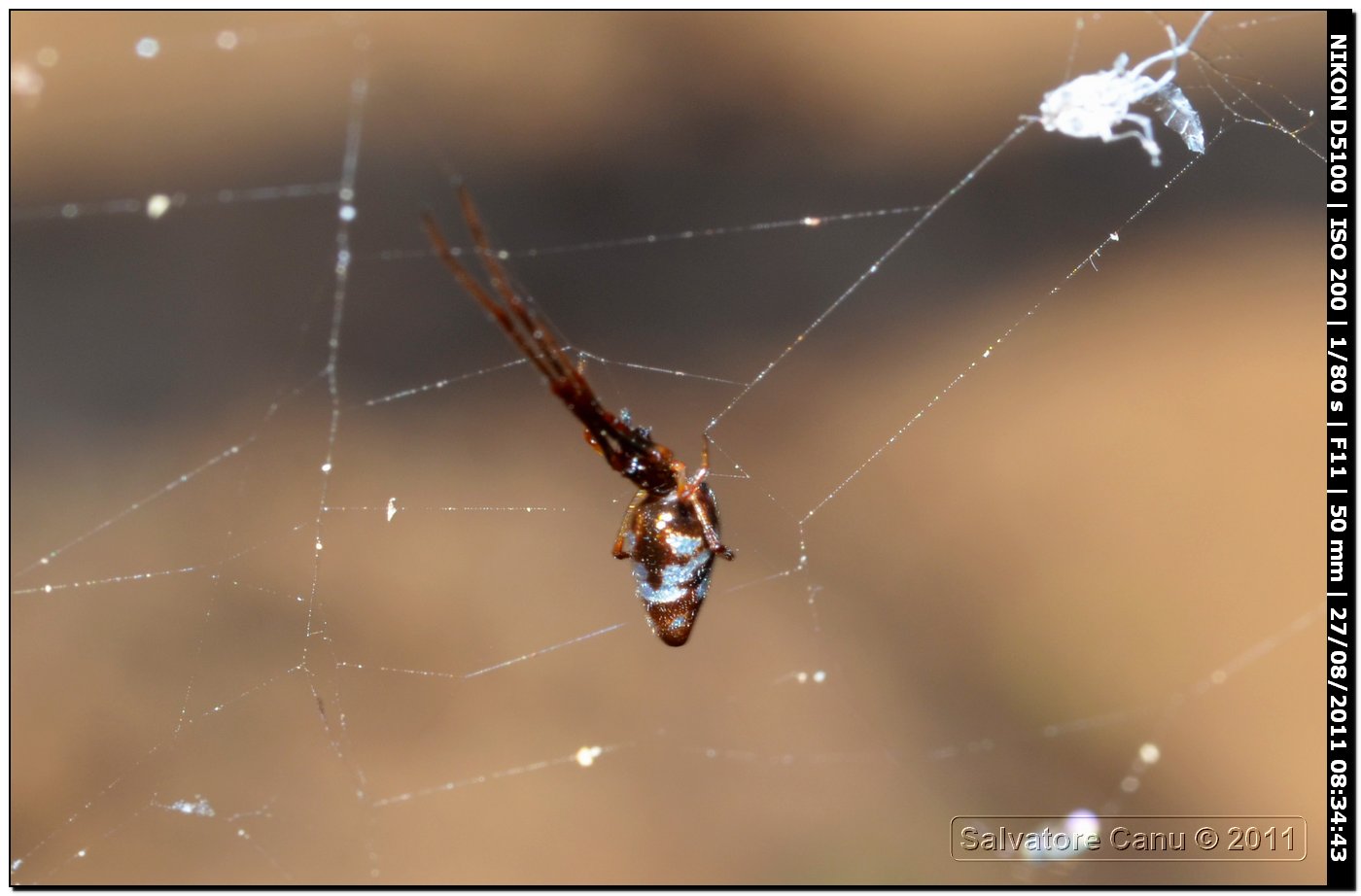 Argyrodes sp.