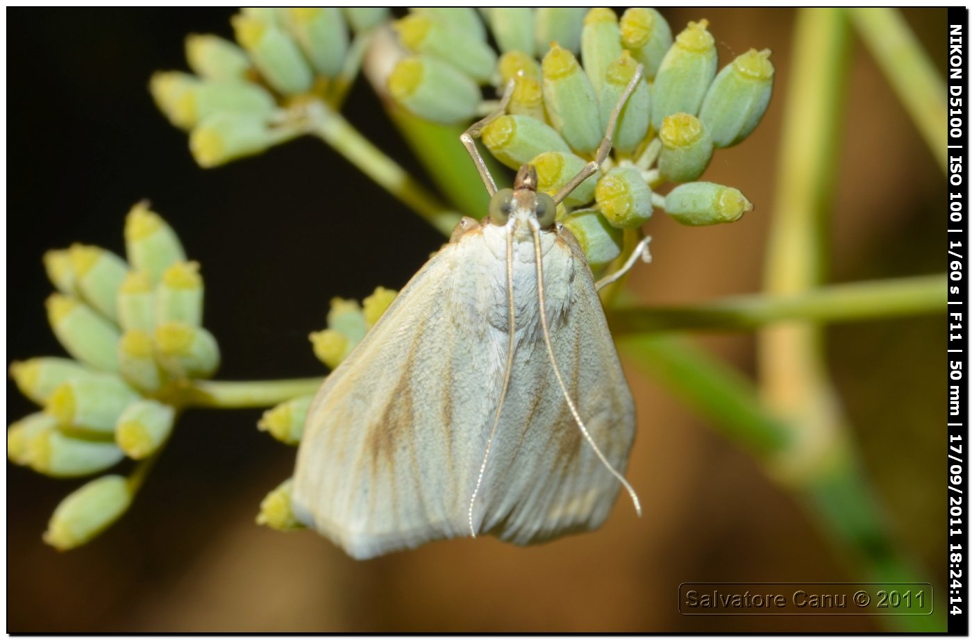 Geometridae