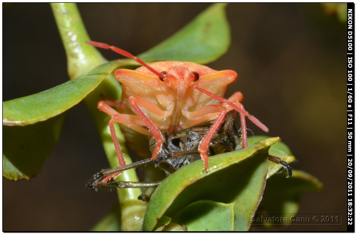 Pentatomidae sorpreso dopo l''ultima muta - Carpocoris sp.