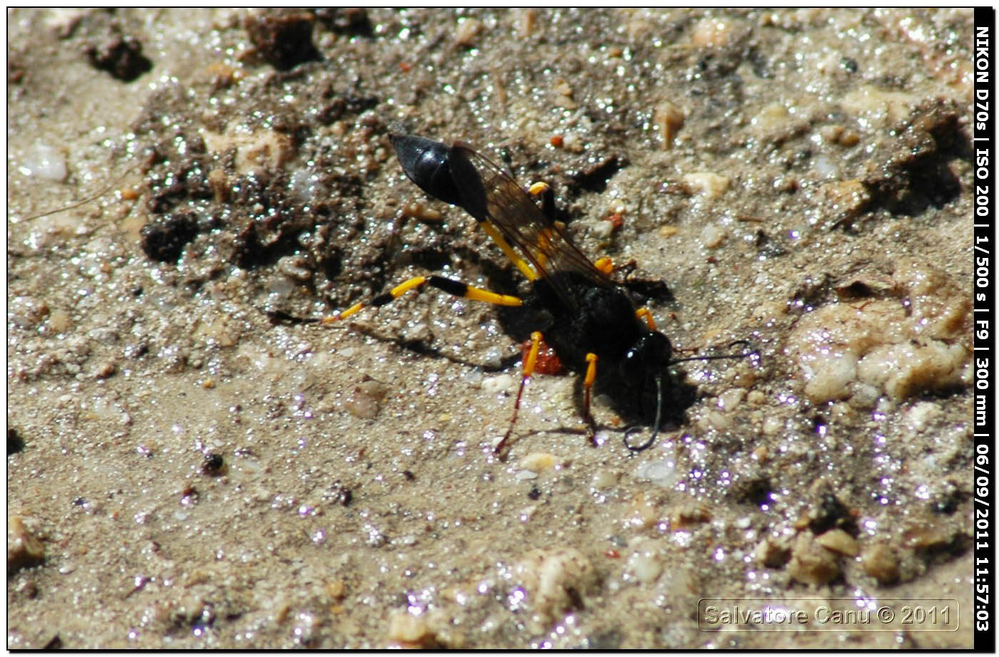 Sphecidae, Sceliphron spirifex