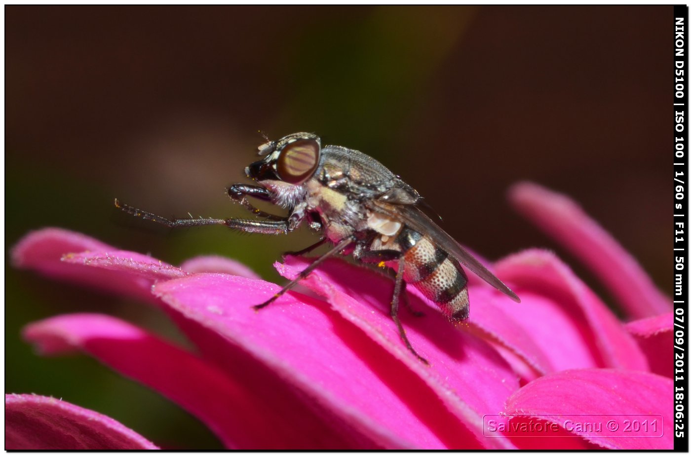 Calliphoridae, Stomorhina lunata femmina