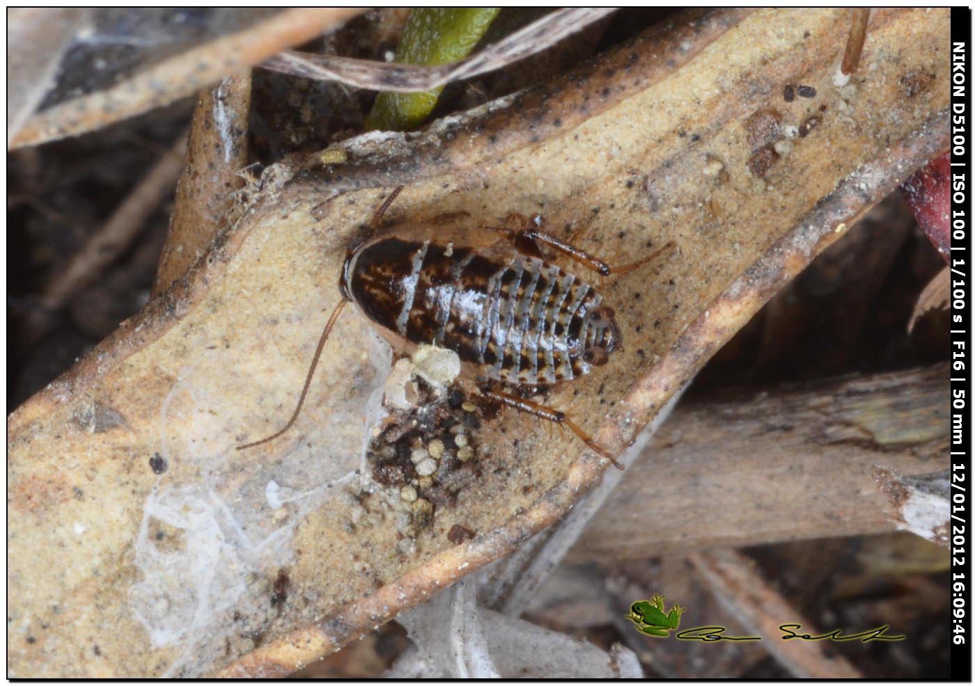 Probabile Phyllodromica sp. (Blattellidae)