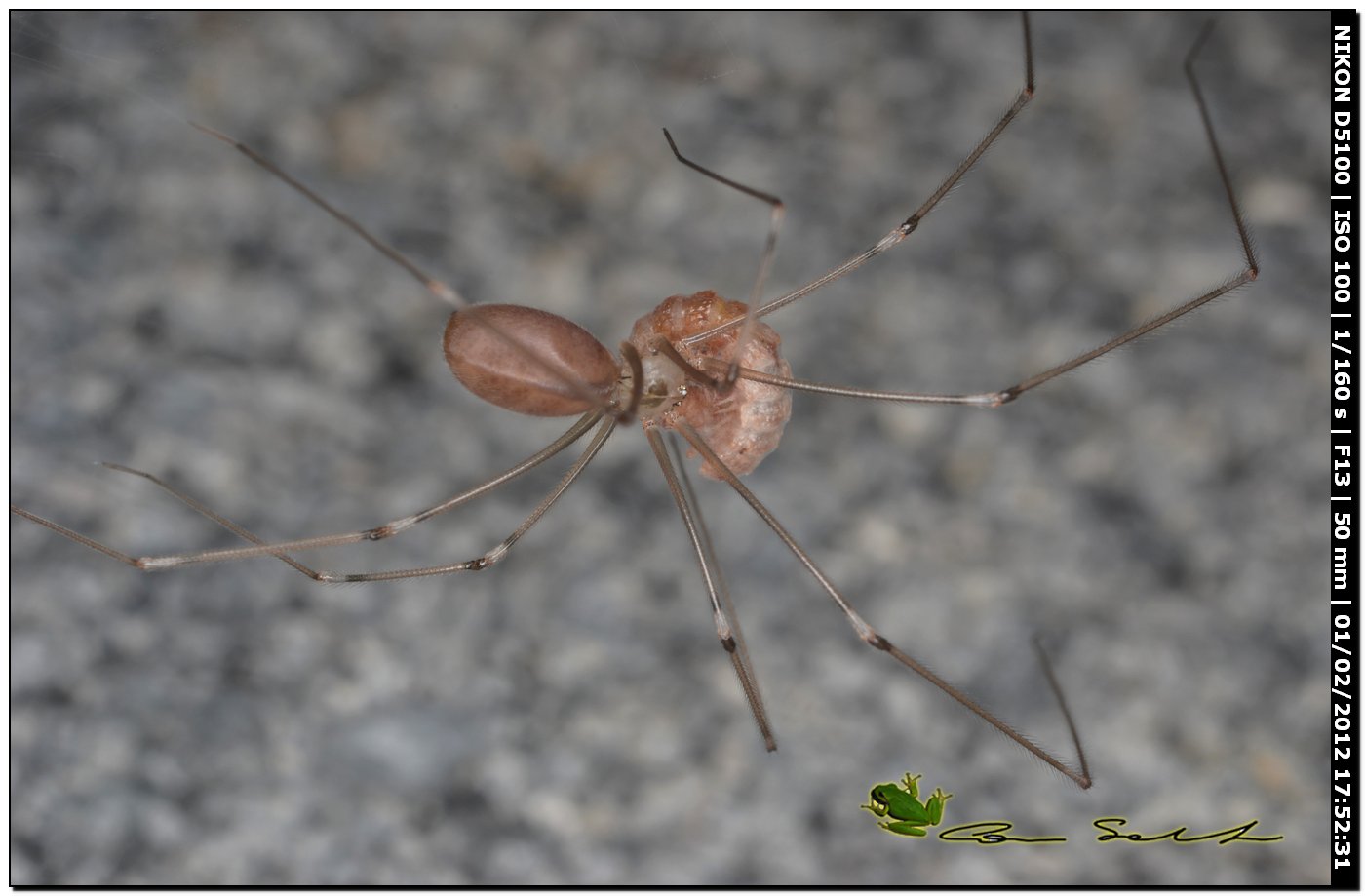 Pholcus phalangioides