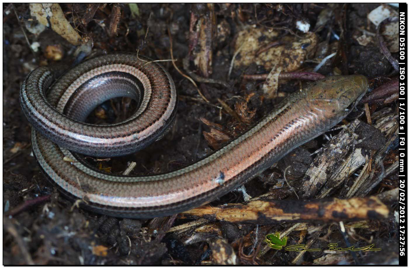 Chalcides chalcides da Usini