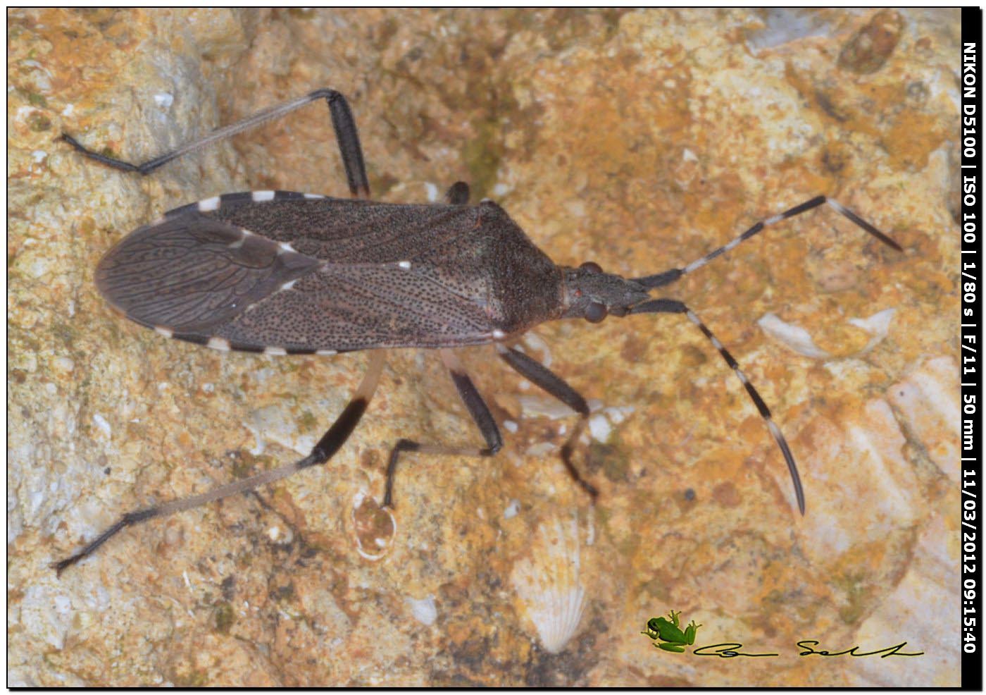 Stenocephalidae: Dicranocephalus agilis della Sardegna