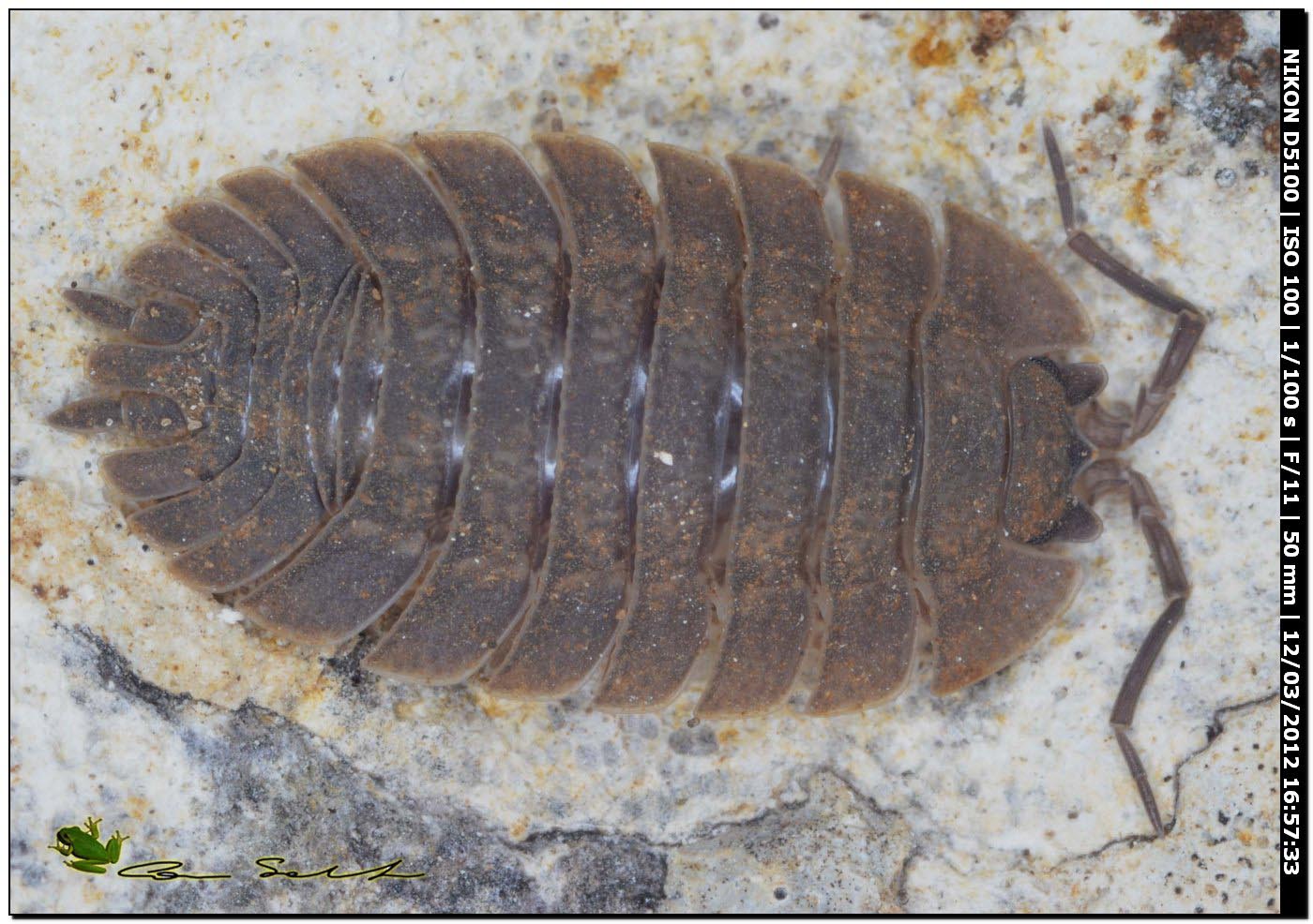 Porcellio dilatatus da Usini