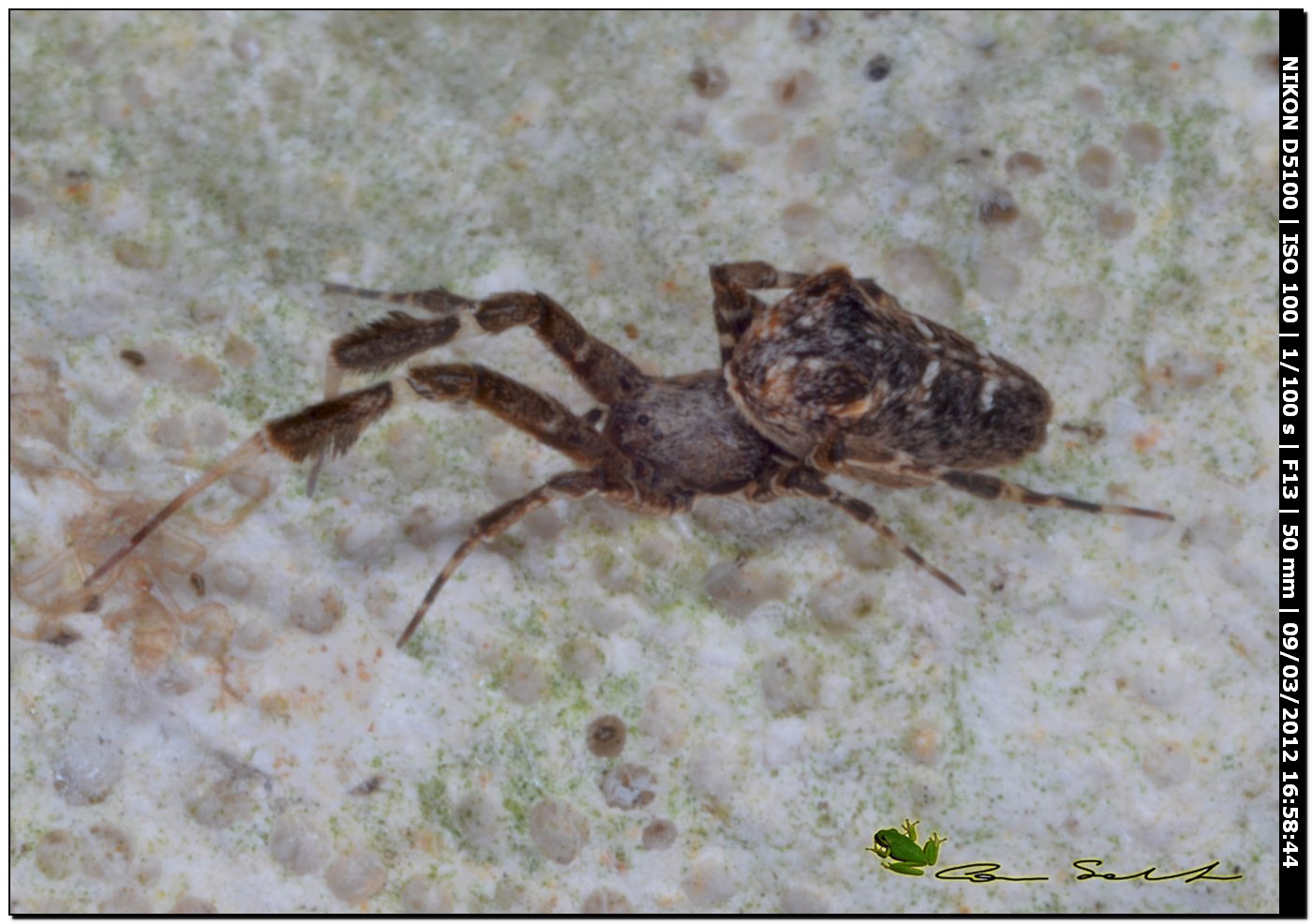 Uloborus plumipes