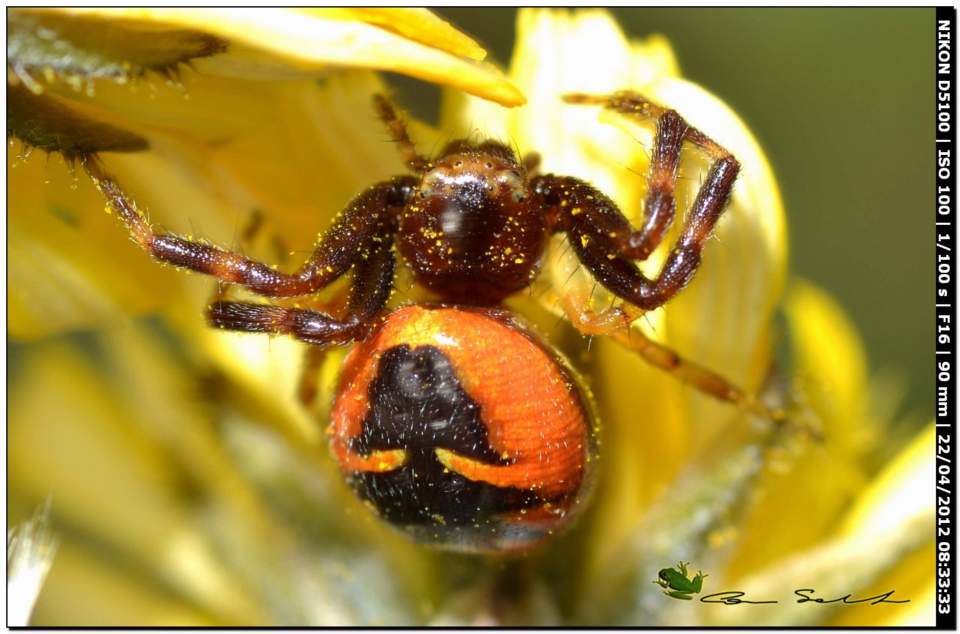 Synema globosum