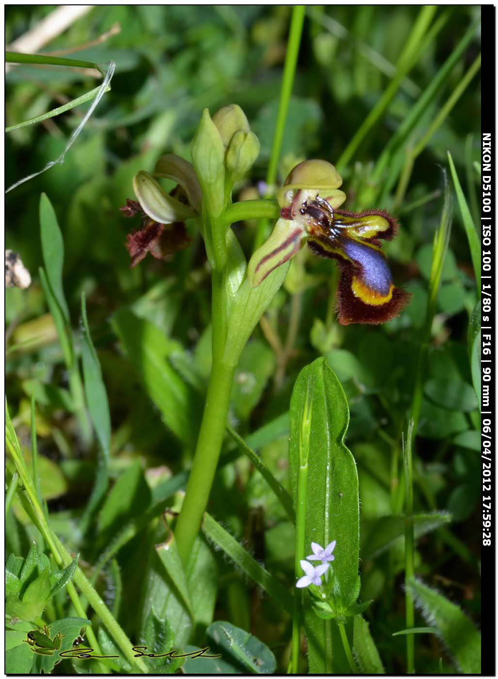 Orchidea selvatica 2 - Ophrys speculum