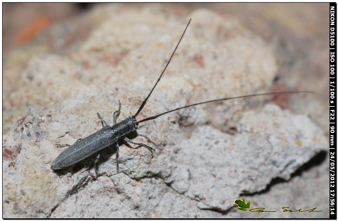 Calamobius filum, Cerambycidae