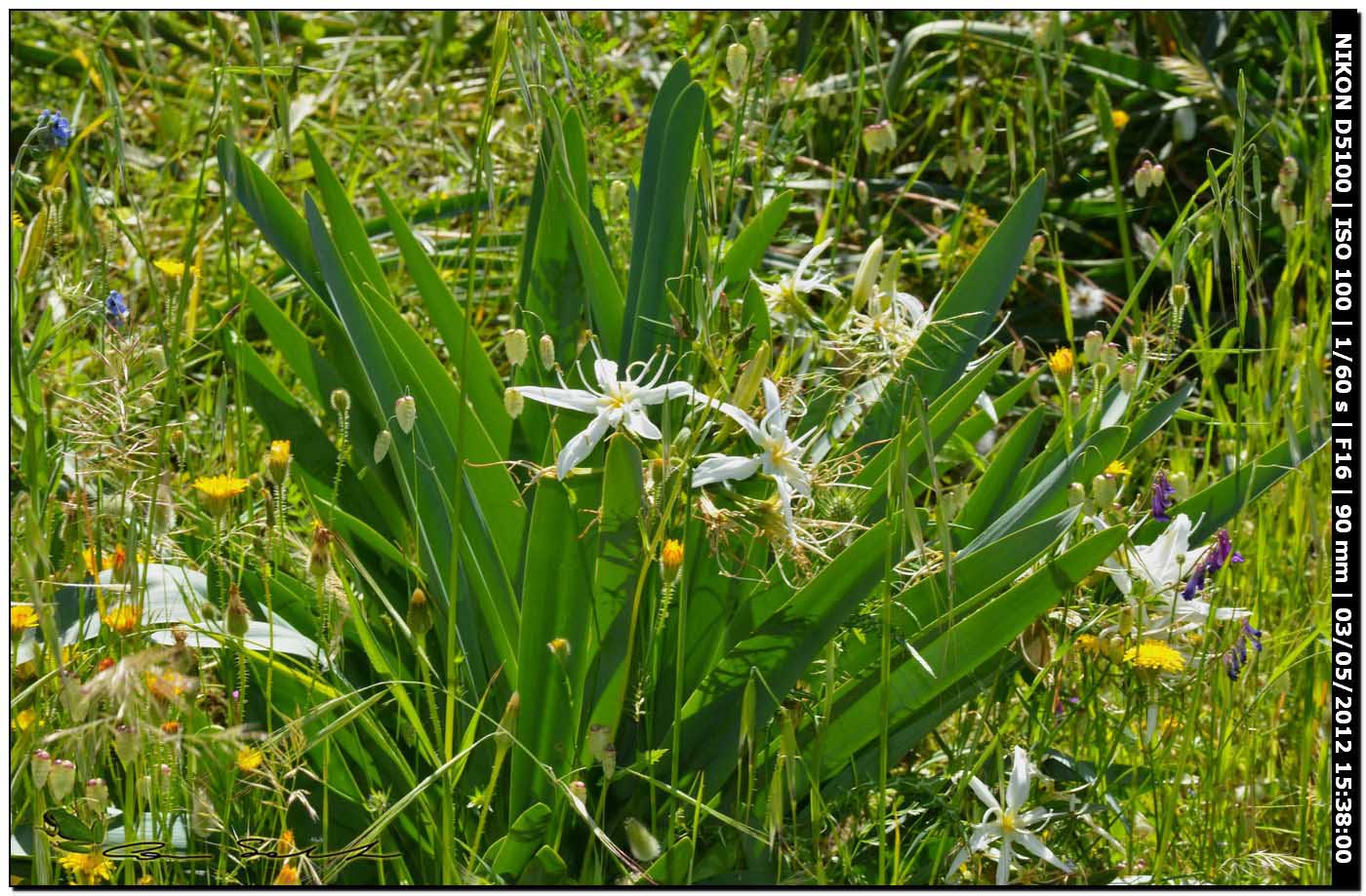 Pancratium illyricum / Giglio di Sardegna