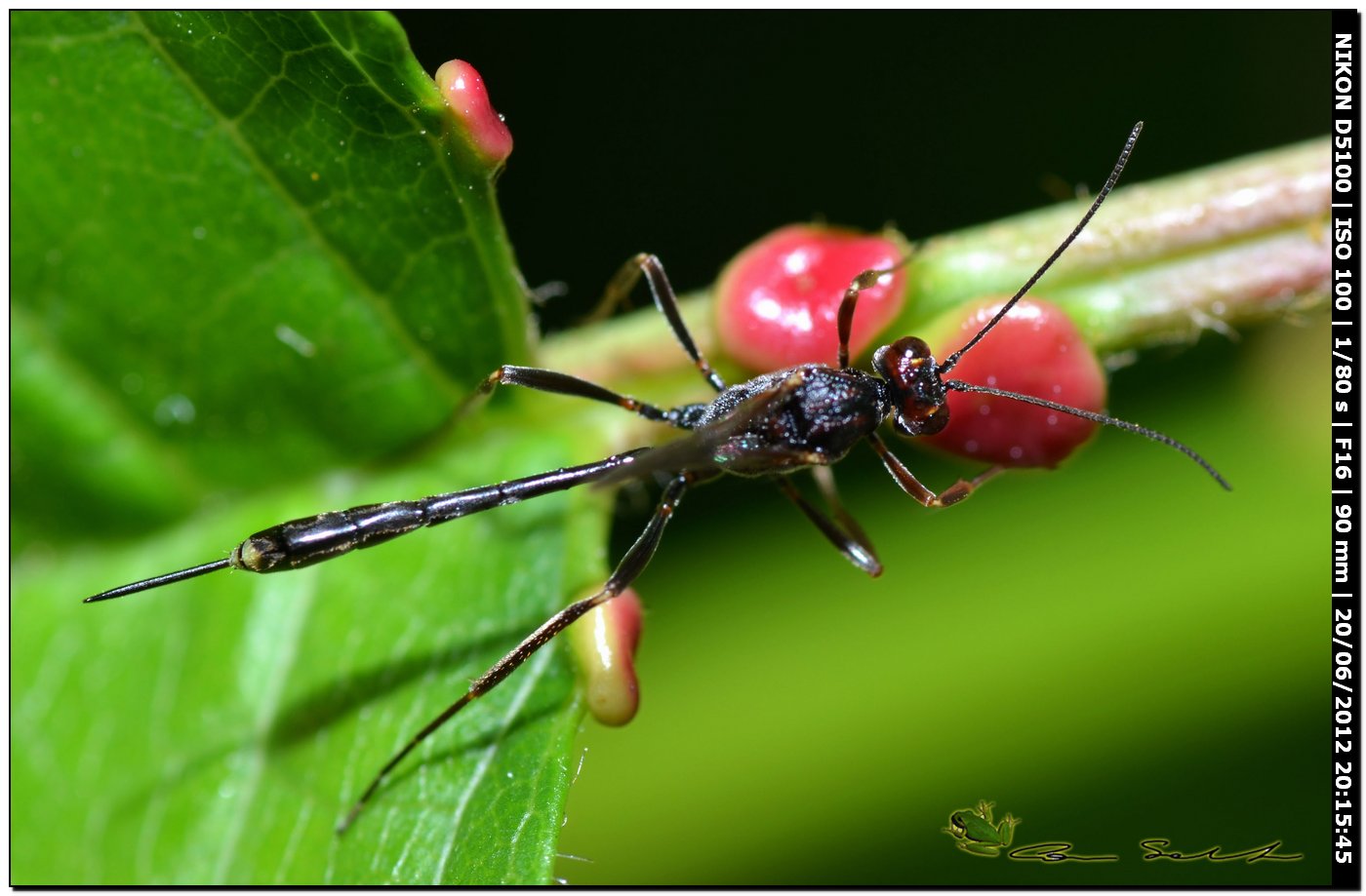 Anomalon cruentatum, Ichneumonidae