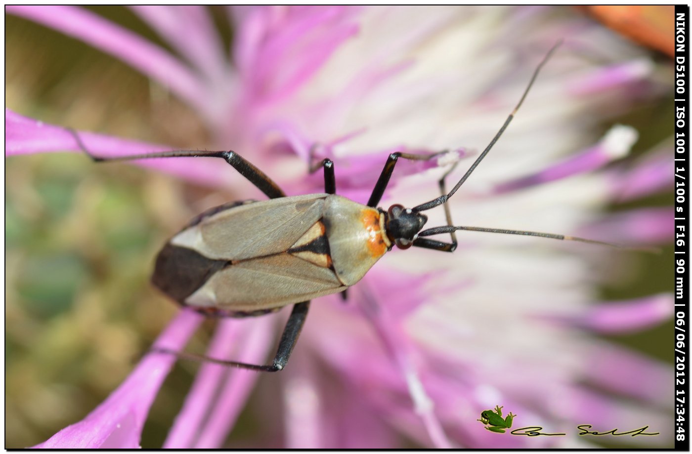 Calocoris nemoralis f. grisea