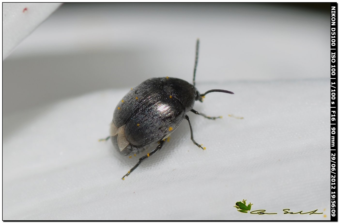 Chrysomelidae Bruchinae: Spermophagus sp.